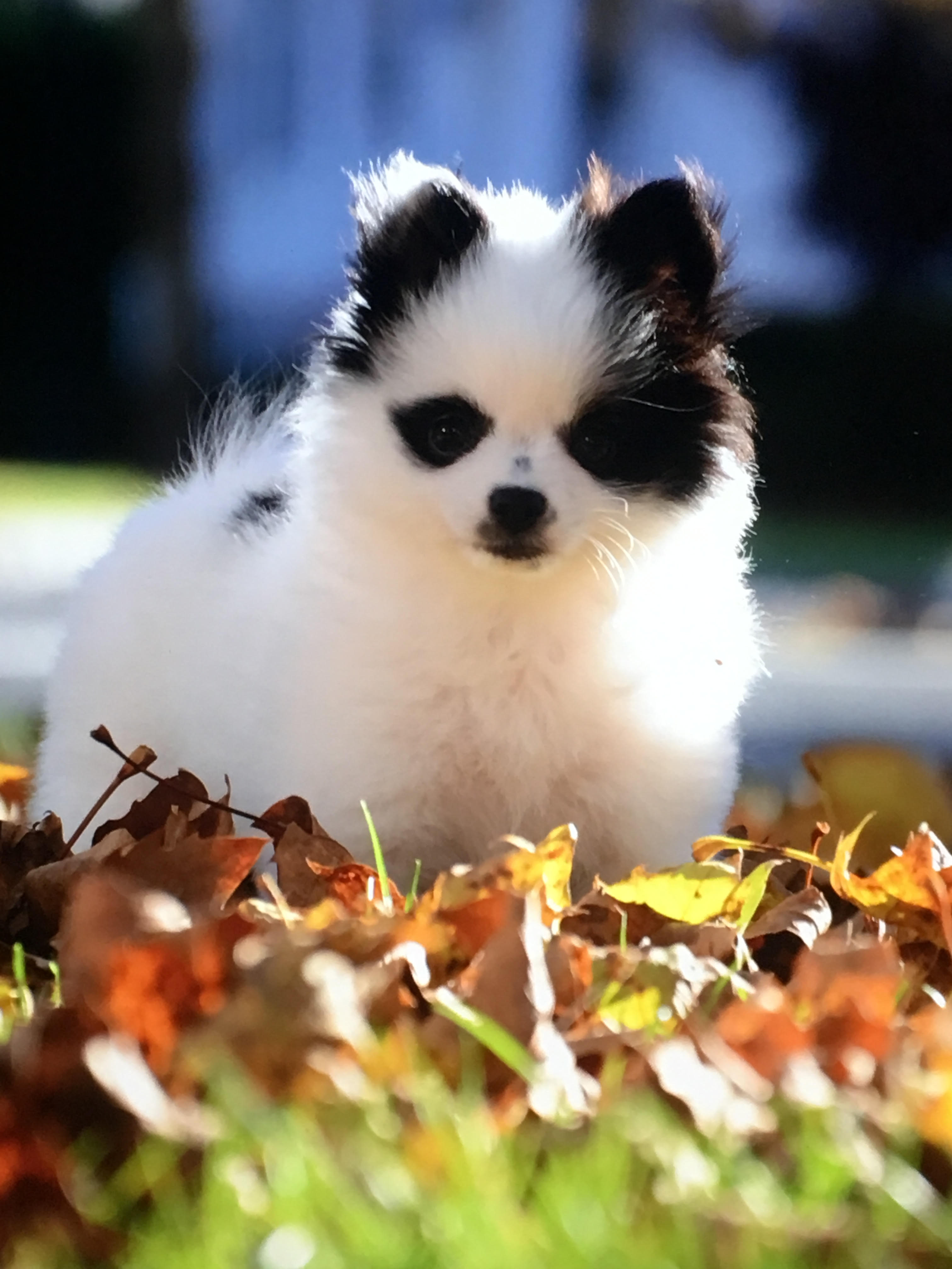 Playful Pomeranian Baby