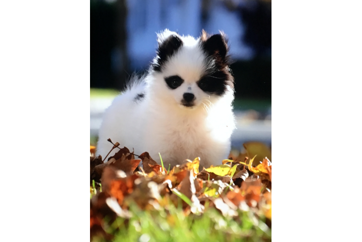 Playful Pomeranian Baby