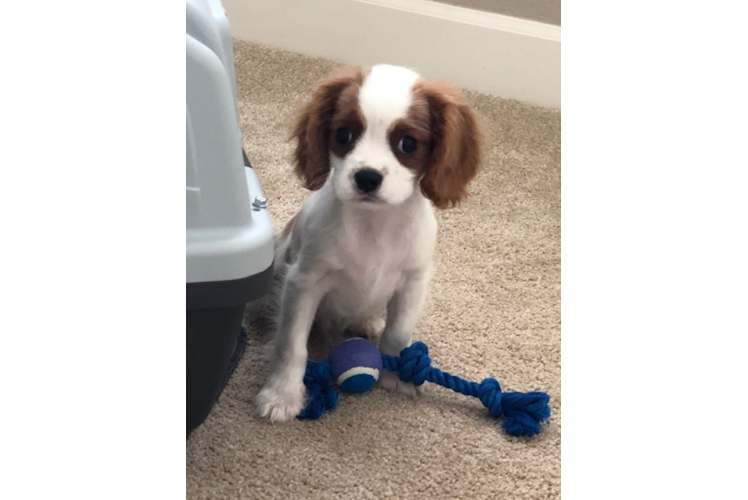 Best Cavalier King Charles Spaniel Baby