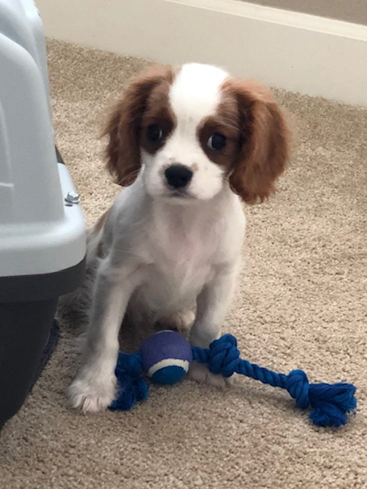 Camas Cavalier King Charles Spaniel Pup