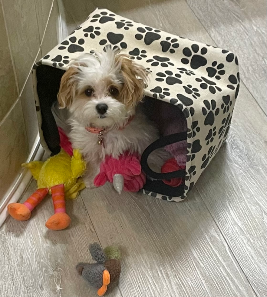 Maltipoo Being Cute