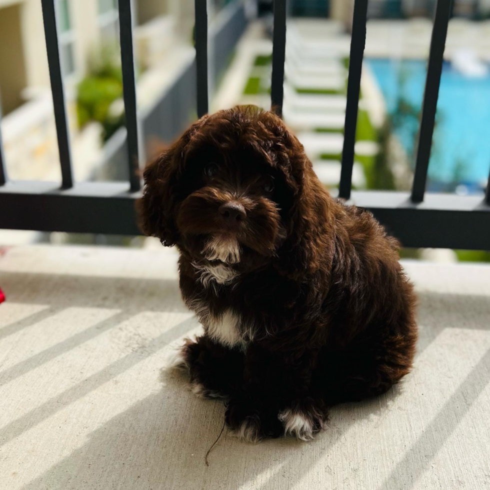 Cute Mini Aussiedoodle Pup in