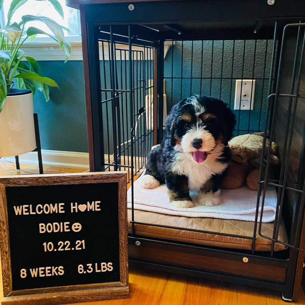 Sweet Mini Bernedoodle Pup in San Jose CA