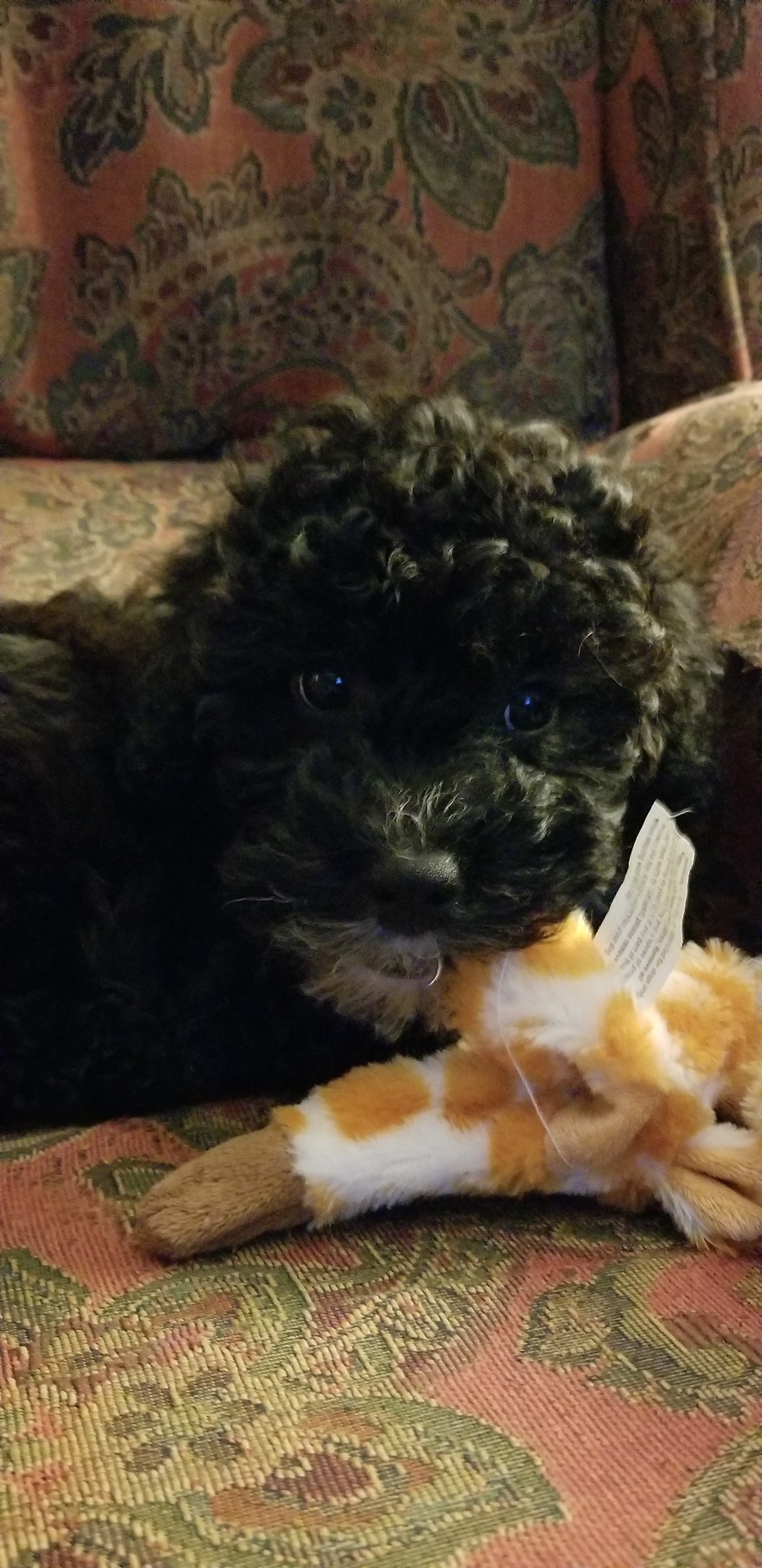 Funny Mini Bernedoodle Poodle Mix Pup