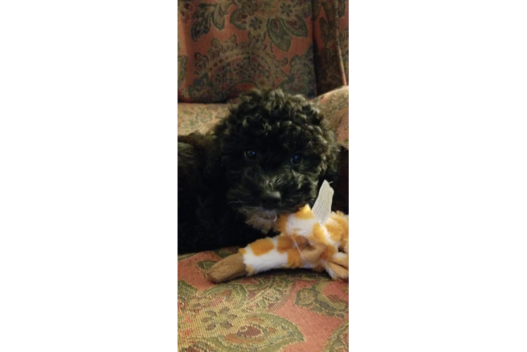 Funny Mini Bernedoodle Poodle Mix Pup