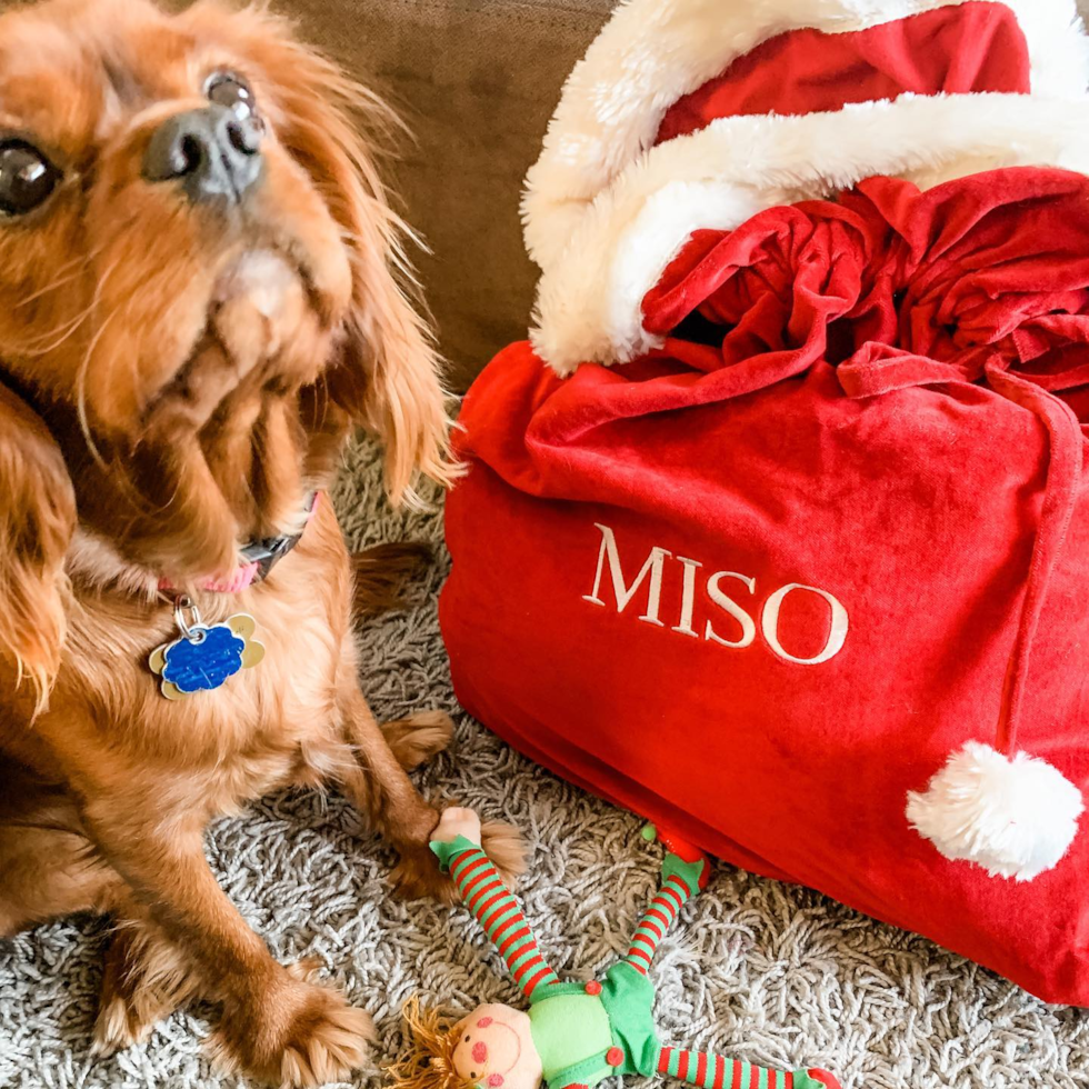 Cavalier King Charles Spaniel Being Cute