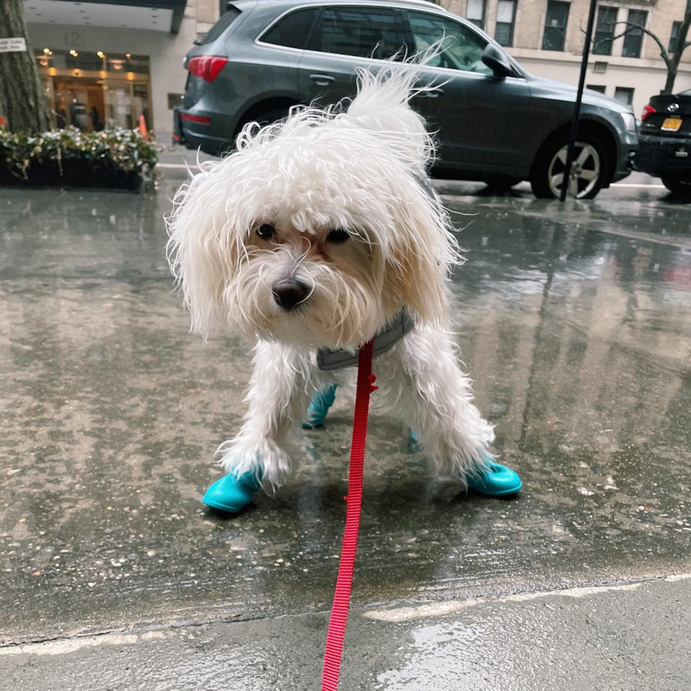 Cute Maltipoo Pup