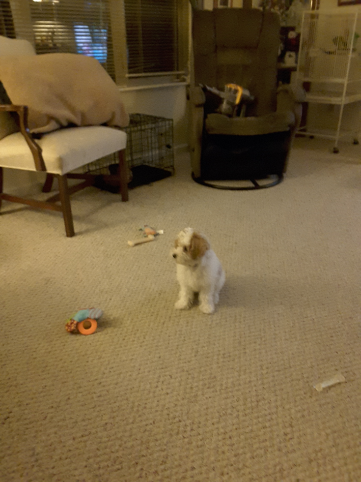 Morrow Cavapoo Pup