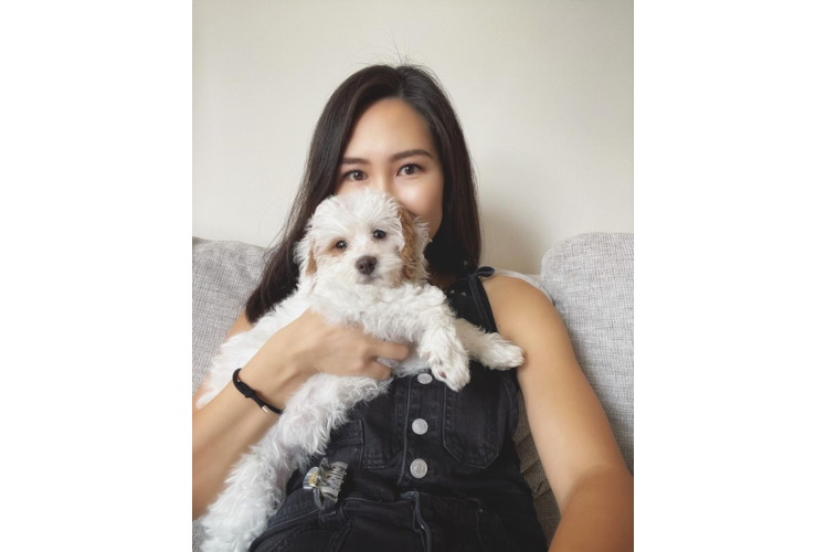 Sweet Mini Bernedoodle Baby