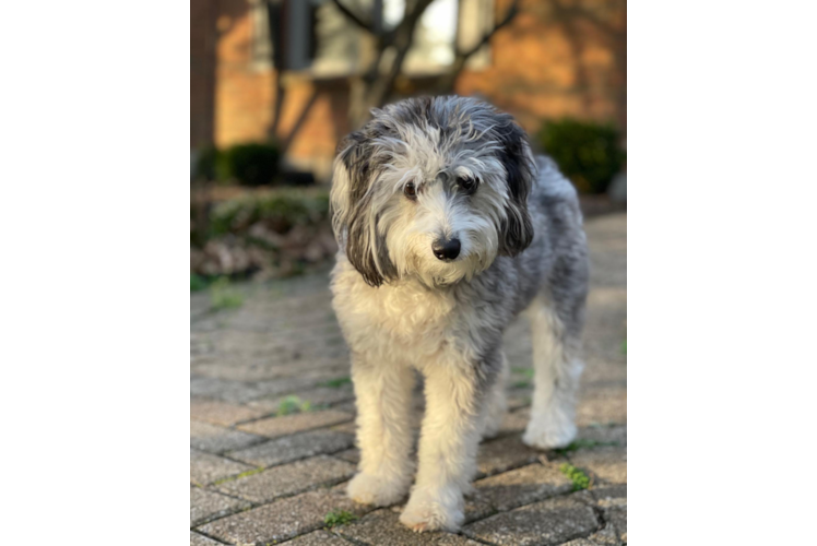 Best Mini Aussiedoodle Baby