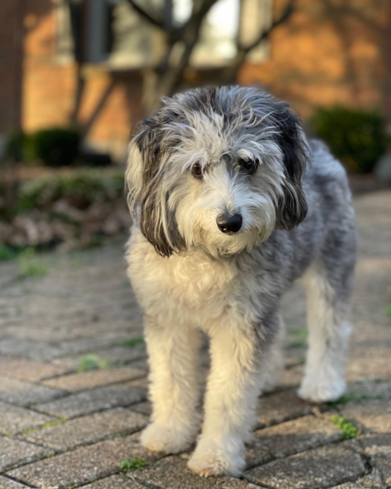 Little Aussiepoo Poodle Mix Pup