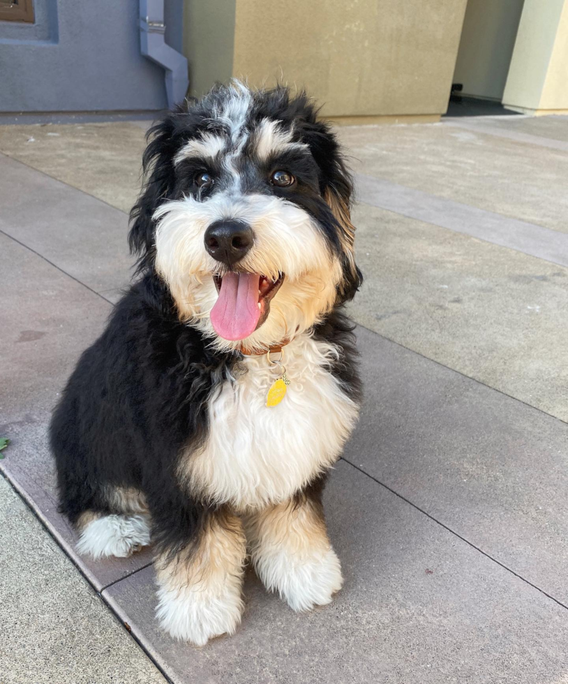 Petite Mini Bernedoodle Poodle Mix Pup