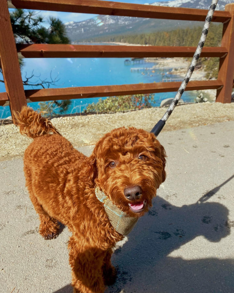 Cute Mini Goldendoodle Pup