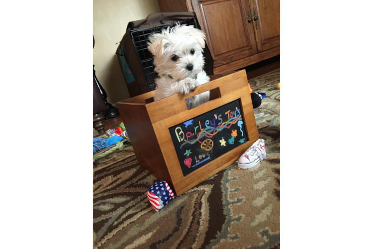 Energetic Maltepoo Poodle Mix Puppy