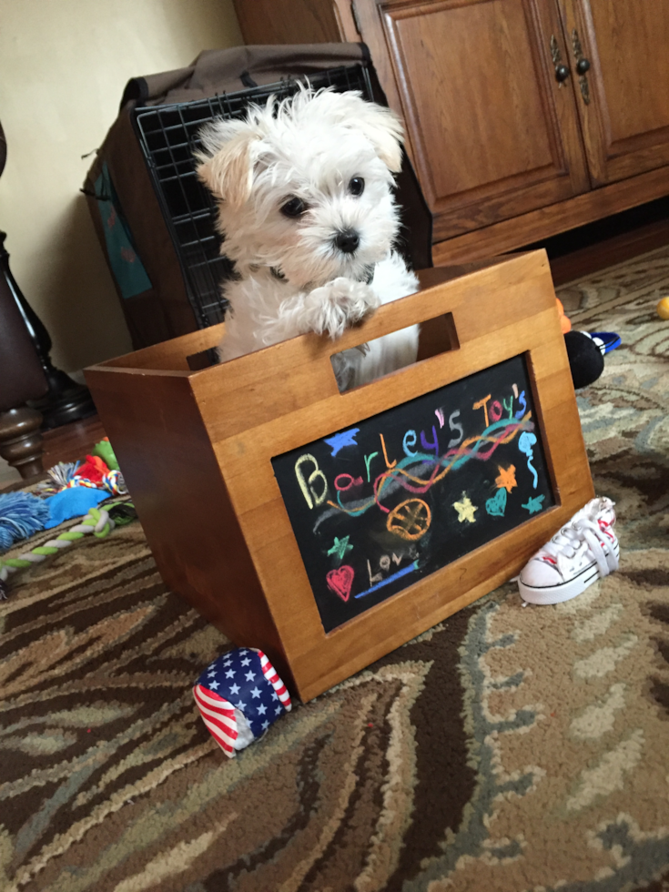 Little Maltepoo Poodle Mix Pup