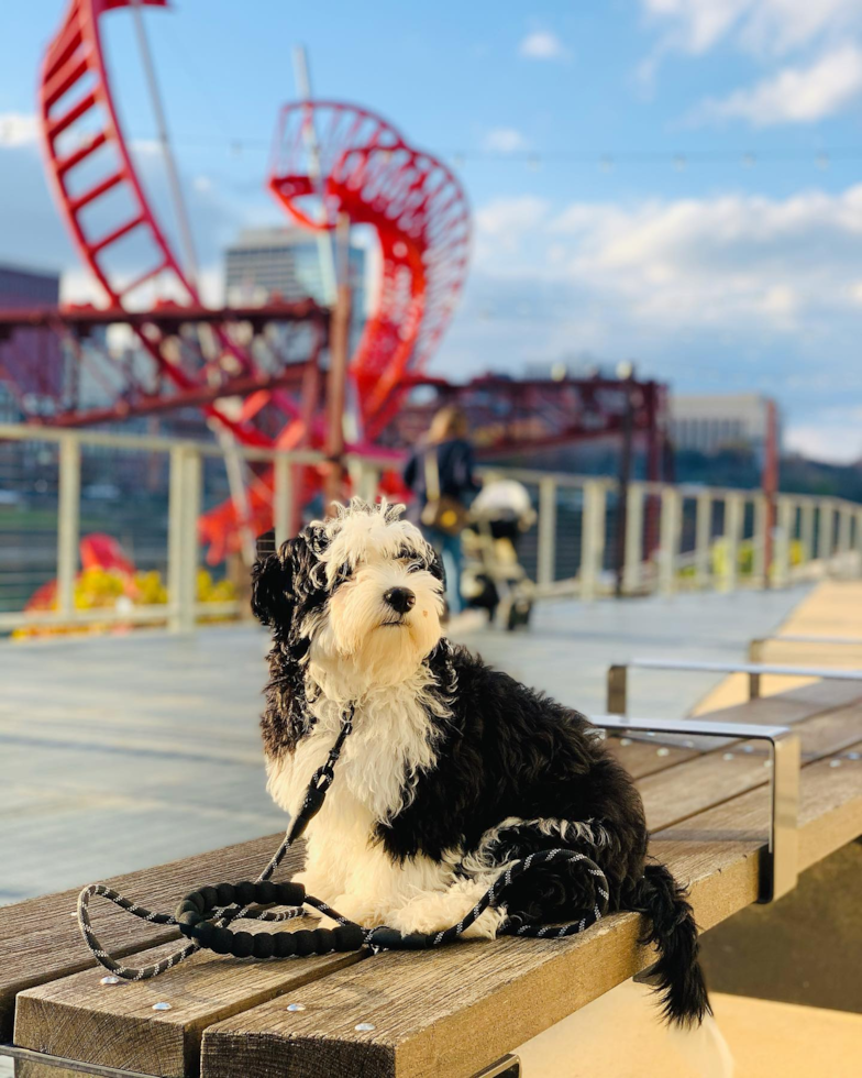 Nashville Mini Sheepadoodle Pup