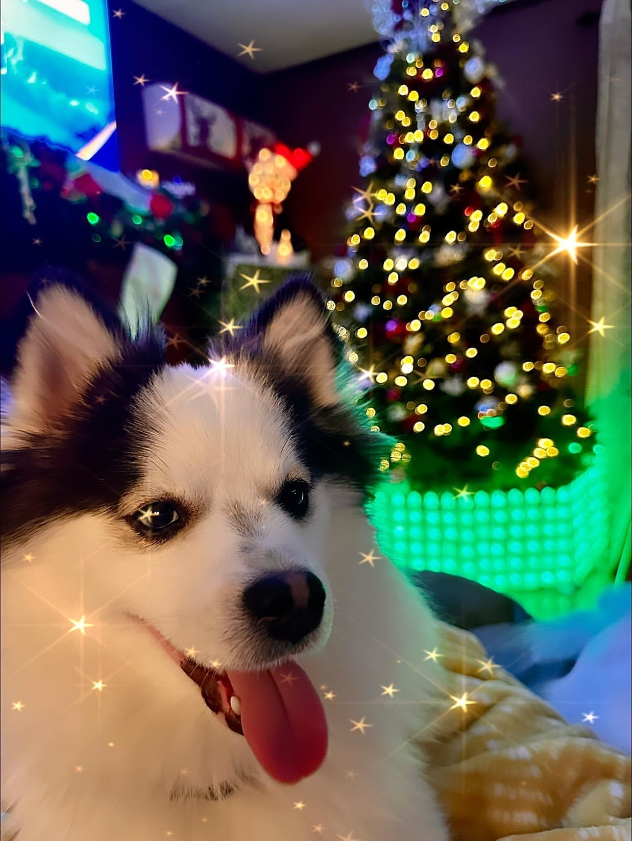Smart Pomsky Designer Pup