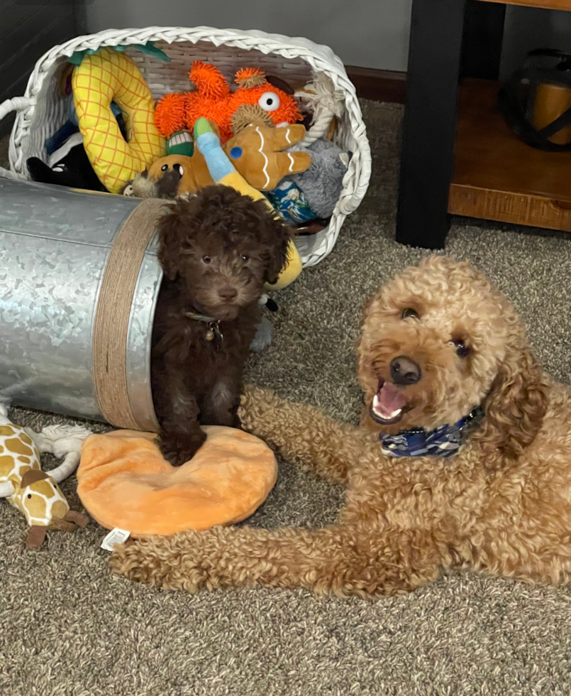 Mini Goldendoodle Pup