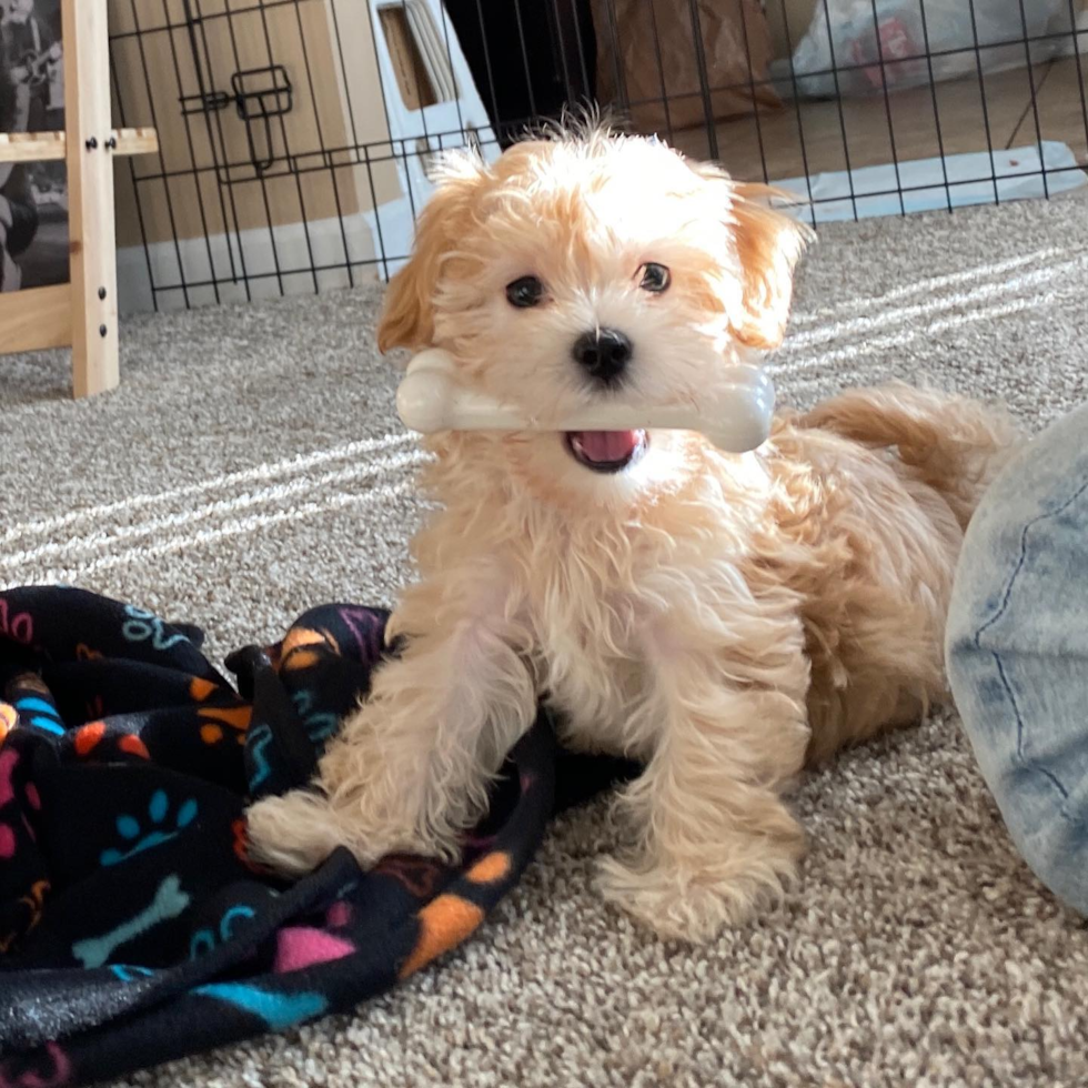 Smart Maltipoo Poodle Mix Pup