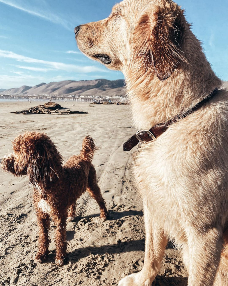 Cute Mini Goldendoodle Pup in Tulare CA