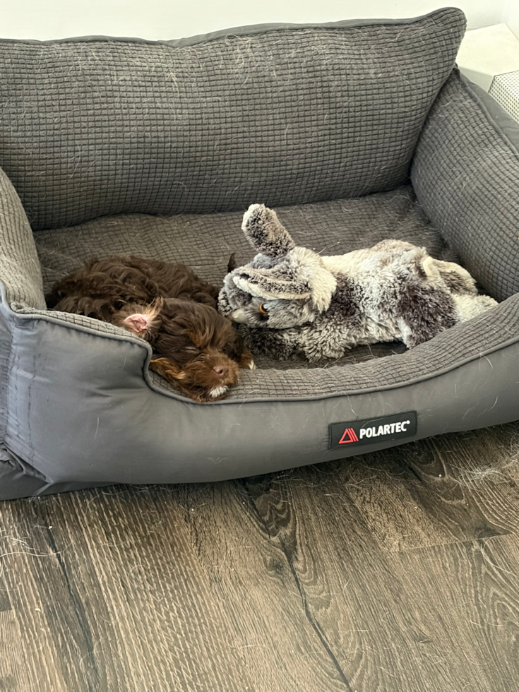 Playful Cavapoodle Poodle Mix Pup