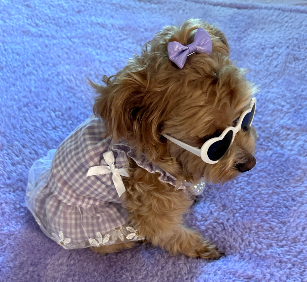 Maltipoo Pup
