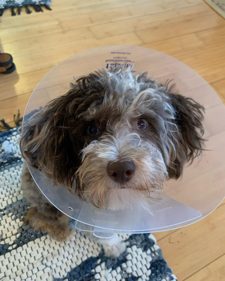 Popular Mini Aussiedoodle Poodle Mix Pup