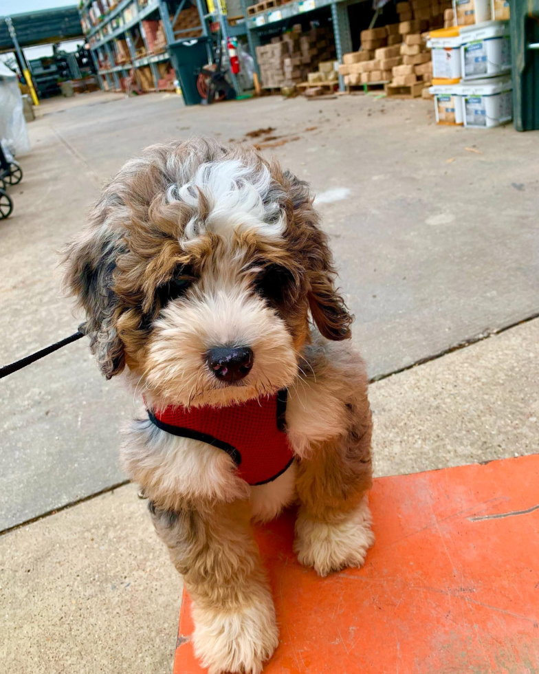 Farmers Branch Mini Bernedoodle Pup