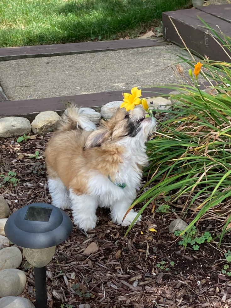 Monroeville Teddy Bear Pup