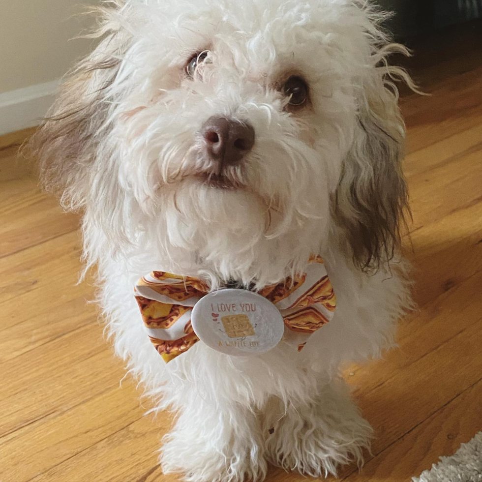 Petite Havapoo Poodle Mix Pup