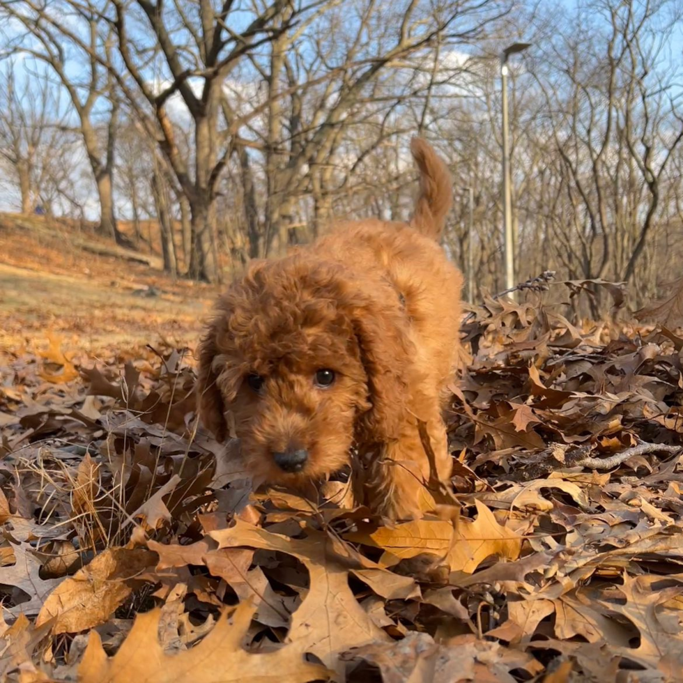 Happy Mini Goldendoodle Pup in Dorchester MA