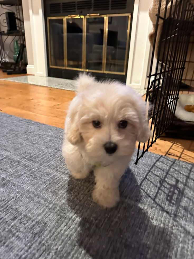 Petite Havapoo Poodle Mix Pup