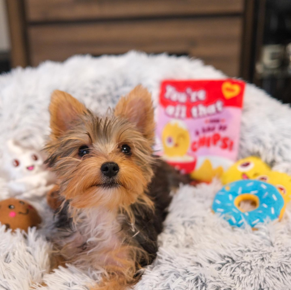 Yorkshire Terrier Being Cute