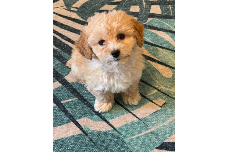 Funny Poochon Poodle Mix Pup