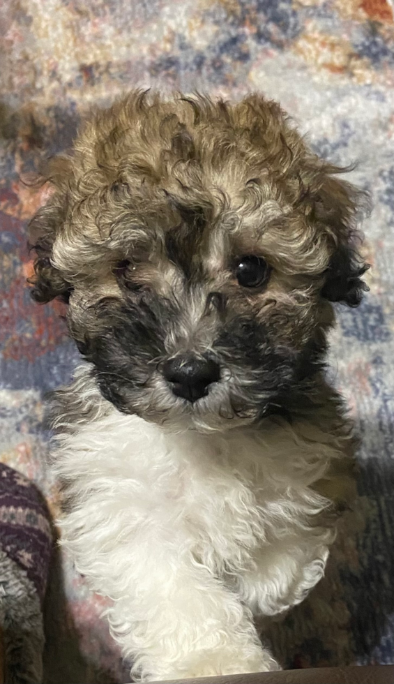 Energetic Havanese Purebred Pup