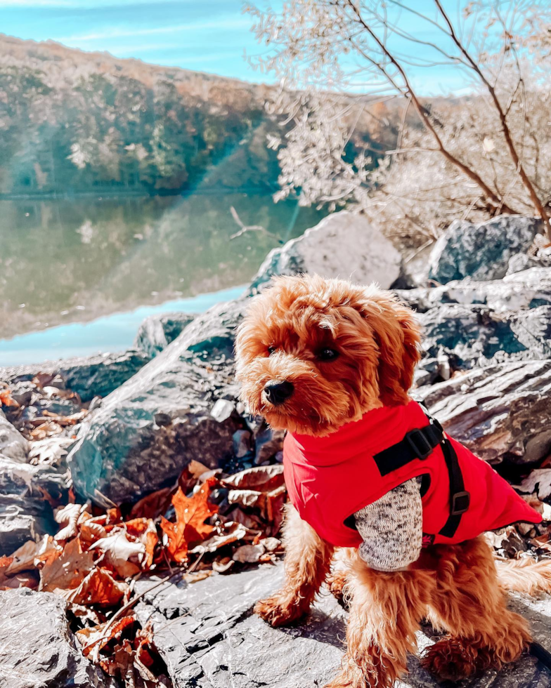 Sweet Cavapoo Pup in Frederick MD