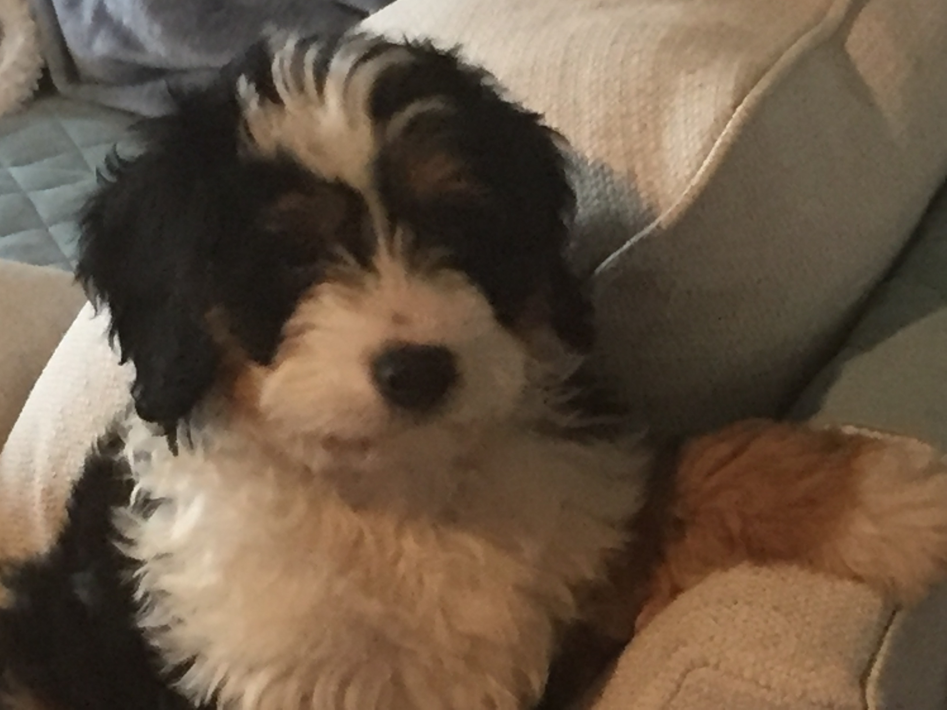 Mini Bernedoodle Puppy for Adoption