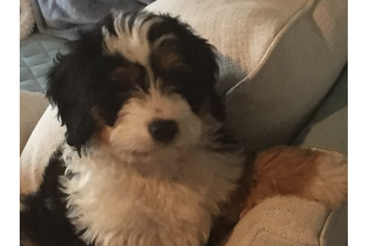 Mini Bernedoodle Puppy for Adoption