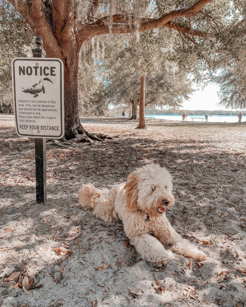 Small Mini Goldendoodle Pup in Orlando FL