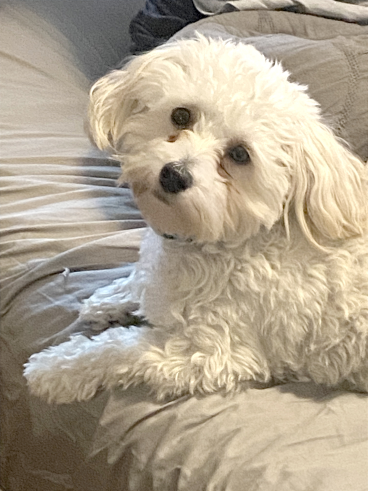 Maltipoo Pup