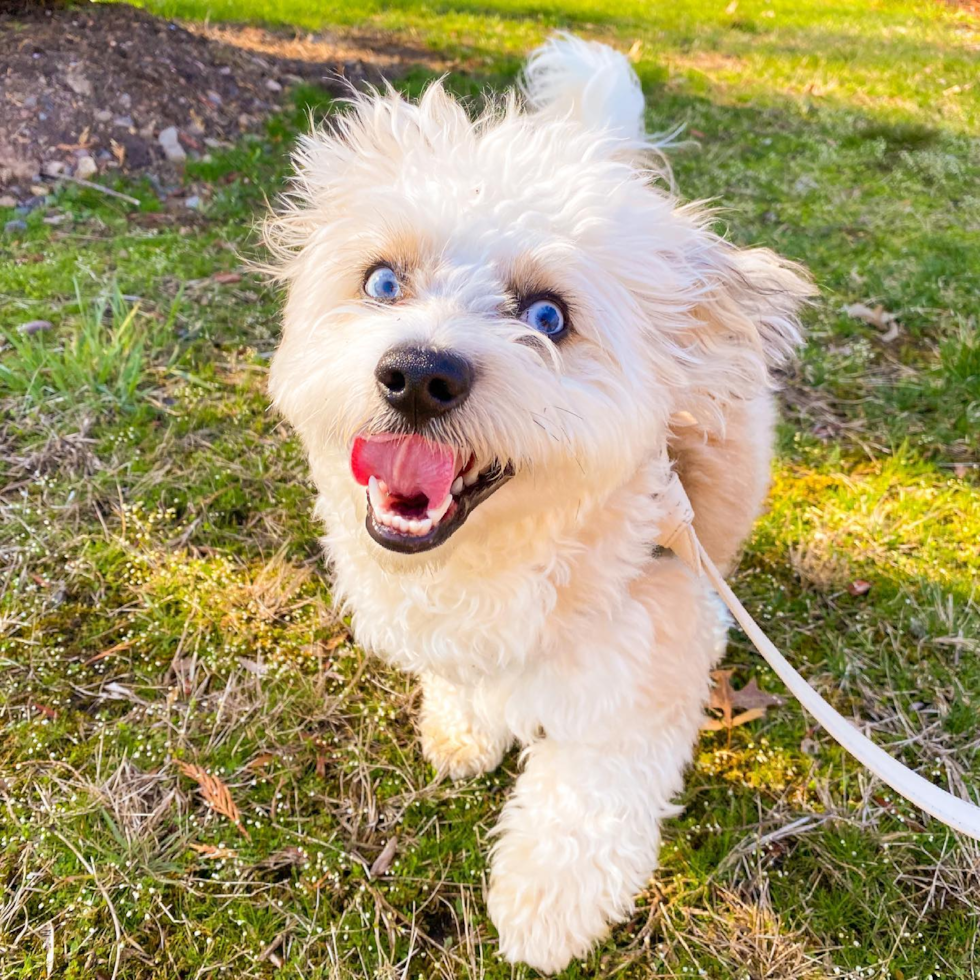 Small Aussiechon Pup in FLORHAM PARK NJ