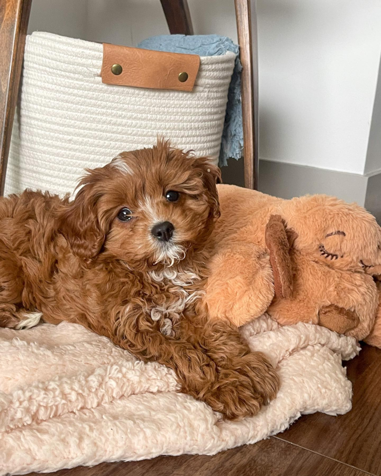 Cavapoo Being Cute