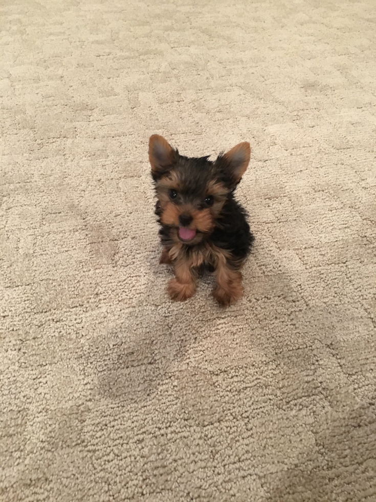 Friendly Yorkshire Terrier Purebred Pup