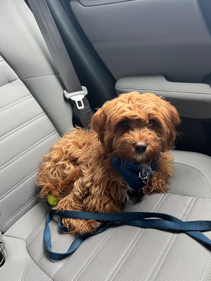 Smart Cavapoo Poodle Mix Pup