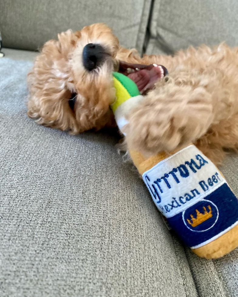 Smart Mini Goldendoodle Poodle Mix Pup