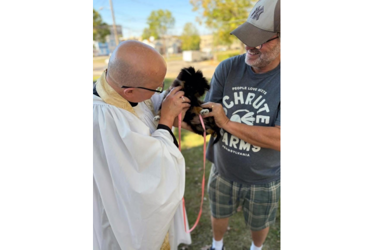 Akc Registered Pomeranian Purebred Pup