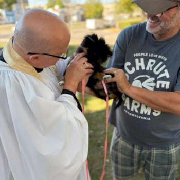Annie Pomeranian puppy Small Pomeranian Pup