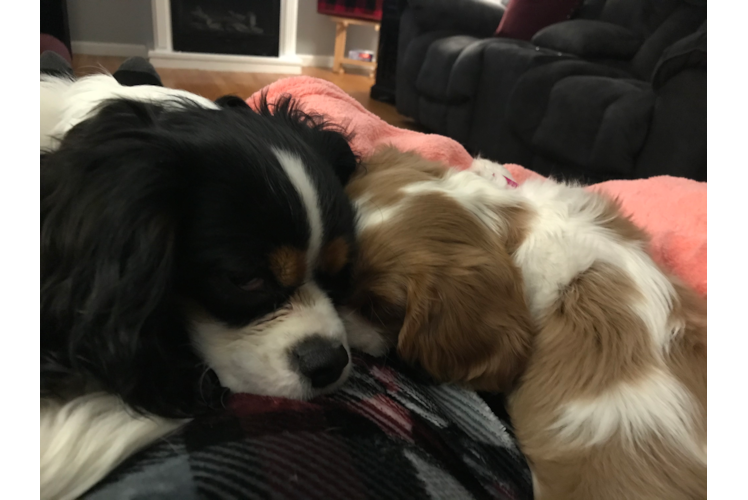 Best Cavalier King Charles Spaniel Baby