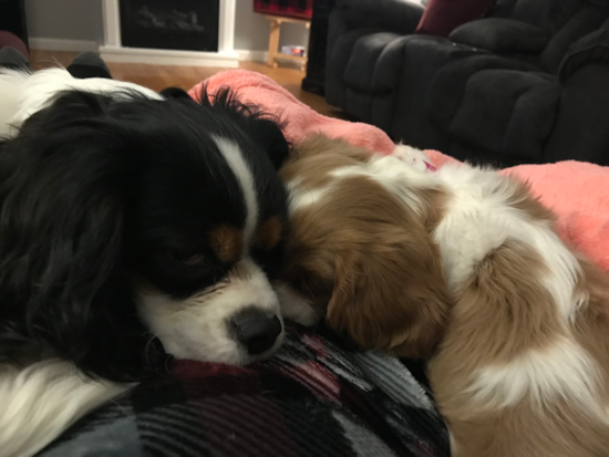 Playful Cavalier King Charles Spaniel Purebred Pup