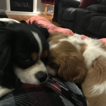 Playful Cavalier King Charles Spaniel Purebred Pup